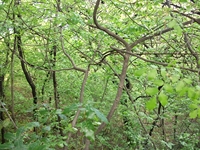rco Cosentini-20110417 022